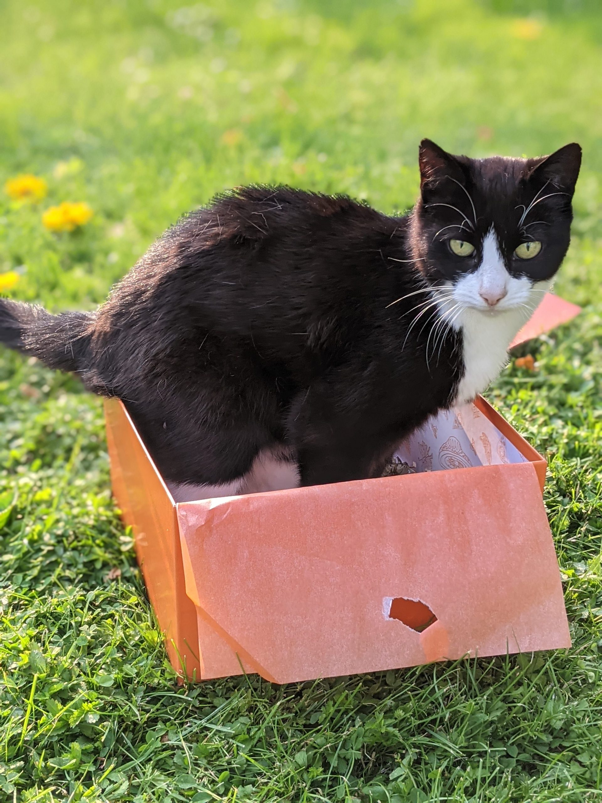 Katze in der Kiste